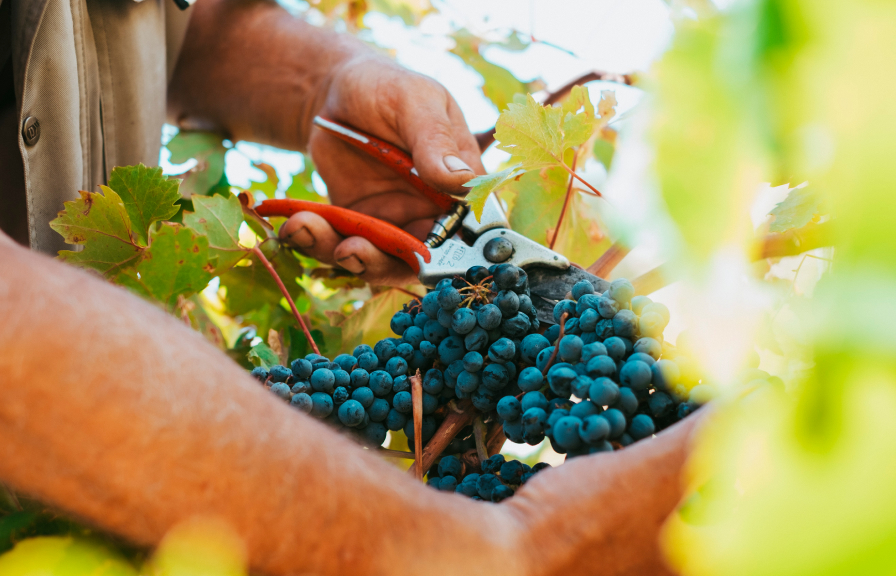Berači grožđa u vinogradu